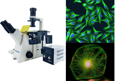 光學顯微鏡之熒光觀察