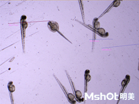 明美體視熒光顯微鏡應用于斑馬魚研究