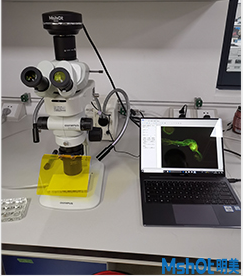 明美體視熒光顯微鏡助力湖南師范大學果蠅模式生物觀察
