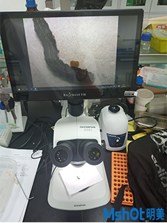 明美顯微鏡相機助力華南師范大學昆蟲所蛾類幼蟲的氣門觀察
