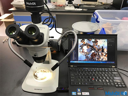 明美新款顯微鏡相機助力廈門大學古代水稻和小米檢測
