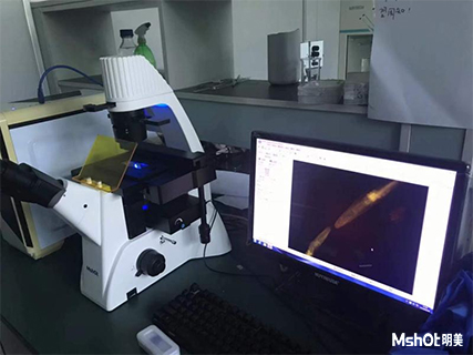 明美倒置熒光顯微鏡助力廣東藥科大學線蟲觀察
