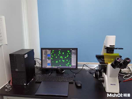 明美倒置熒光顯微鏡助力湖南師范大學醫學院免疫細胞檢測
