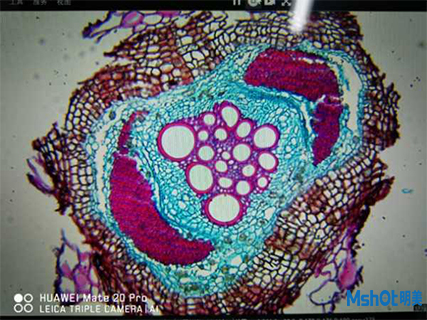 明美生物顯微鏡助力梭梭根系側根的石蠟切片觀察