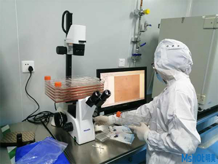 明美倒置顯微鏡用于細胞工廠培養及觀察