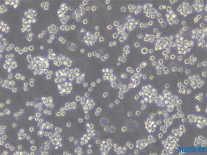 倒置熒光顯微鏡應用于活細胞生長狀況以及蛋白質熒光轉染效率觀察