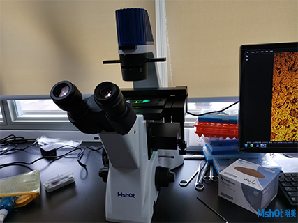 明美熒光顯微鏡應用于廣州醫科大學呼吸道檢測