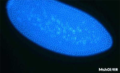 明美倒置熒光顯微鏡應用于細胞觀察