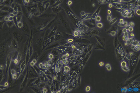 明美倒置顯微鏡助力生物制藥觀察活體細胞