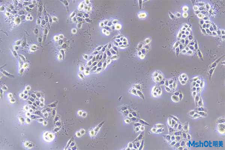 明美細胞工廠顯微鏡應用于細胞培養
