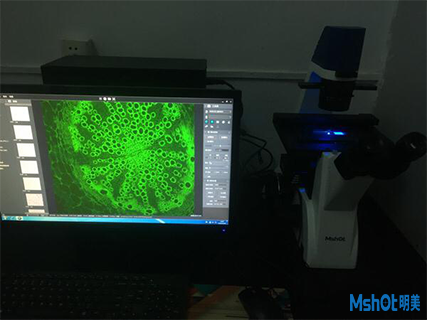 明美倒置顯微鏡應用于細胞染色標記