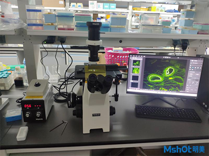 明美倒置顯微鏡應用于病毒仿生藥物觀察