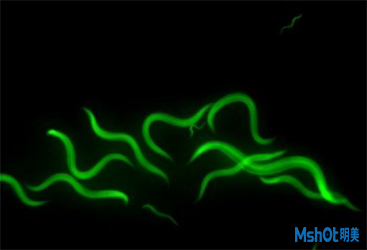 高倍體視熒光顯微鏡 —秀麗線蟲研究好幫手