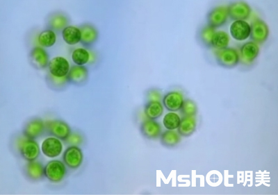 微擬球藻采用什么顯微鏡觀察？