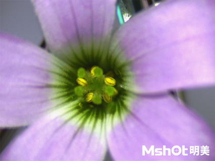 花卉研究用什么顯微鏡觀察？