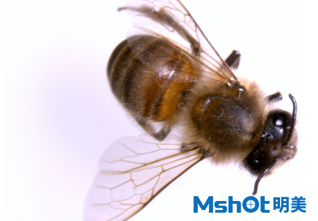 蜜蜂養殖，采用什么顯微鏡觀察？
