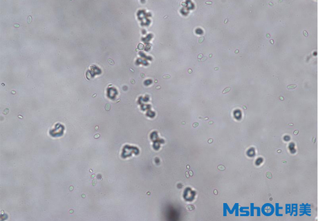 生物顯微鏡下的乳酸菌