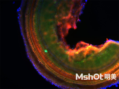 倒置熒光顯微鏡應用于小鼠耳蝸觀察