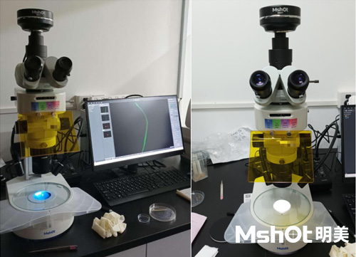 體視熒光顯微鏡應用于植物生理研究